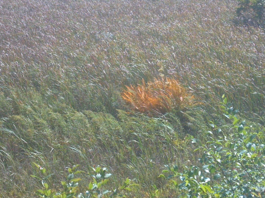 Ram Island, 18:17, Thursday – Poetry Submission by M.&nbsp;Bowen