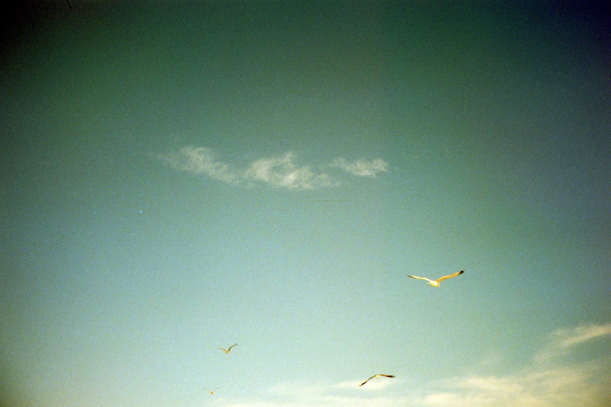 credit: M. Pitter / In Parentheses 