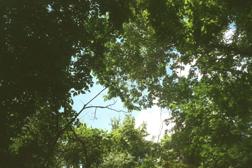 Bait (A Historical Fiction by Z.&nbsp;McWhorter)